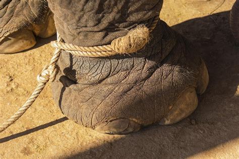 elephant tied with rope